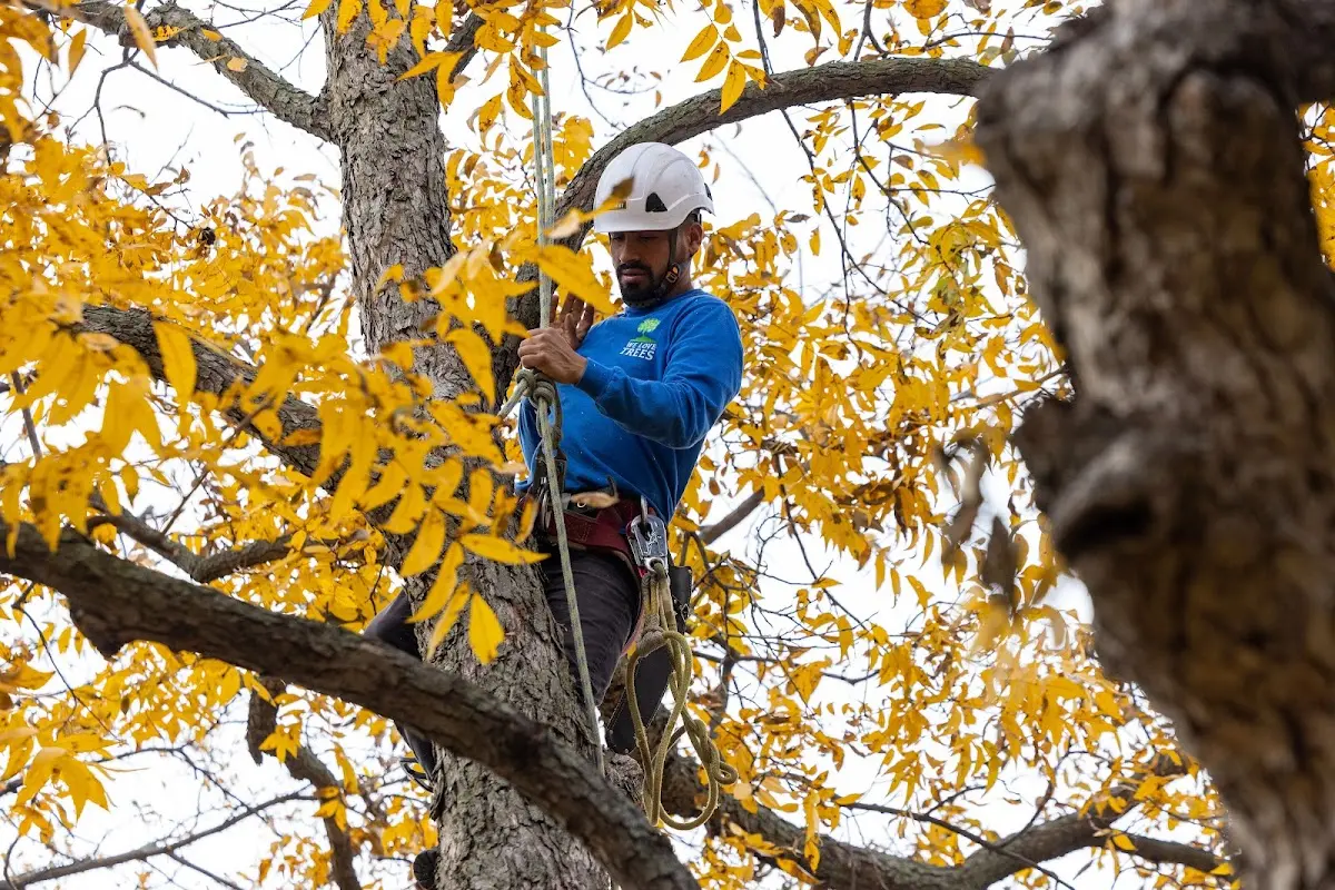 Skilled Tree Planing crew working in Crozier